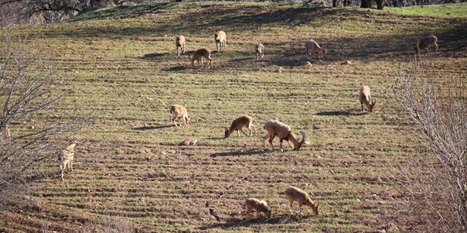Köylüler Duyarlılık Gösterdi, Dağ Keçileri Tarlalara Kadar İndi