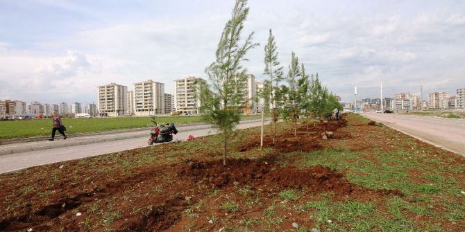 Bağlar Belediyesi Refüjleri Ağaçlandırıyor
