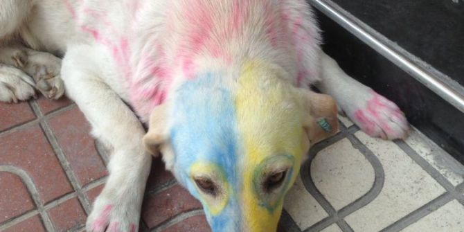 Köpekleri Tuttuğu Takımın Rengine Boyadı