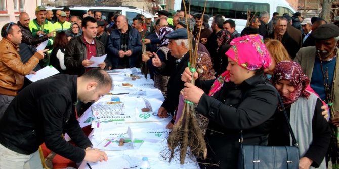 Ceviz Fidanları Toprakla Buluşuyor