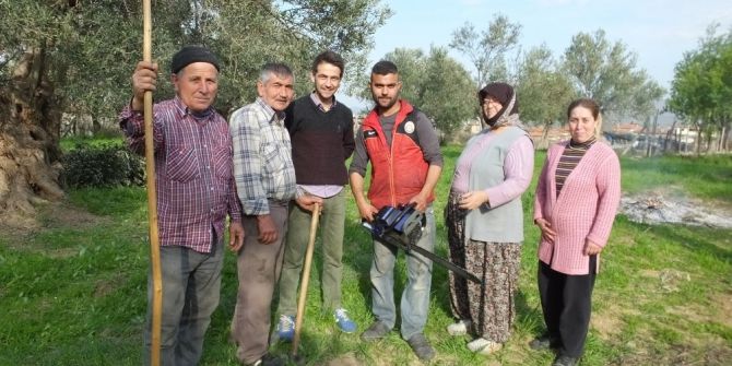 Zeytinlerde Budama Zamanı