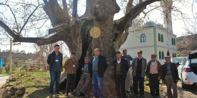 Büyükşehir Tarihin Tanıkları Anıt Ağaçlara Sahip Çıkıyor