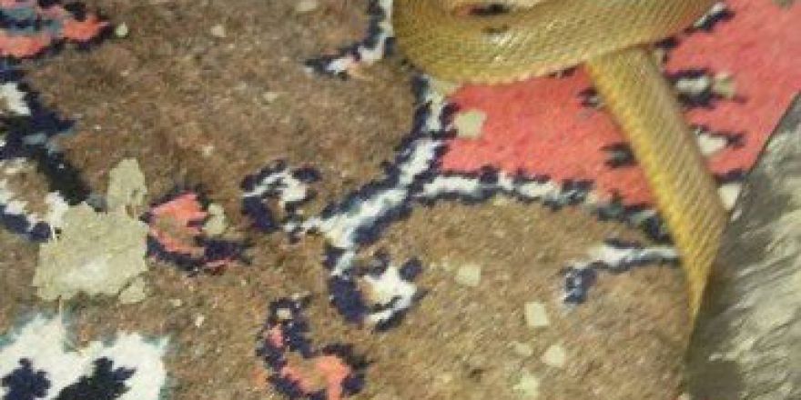 Eve Giren 2 Metrelik Yılan Korkuya Neden Oldu