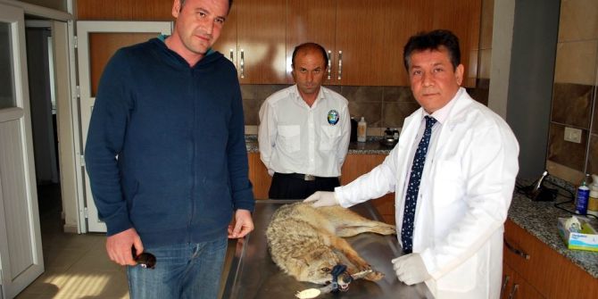 Manisa’da Yaralı Çakala Yardım Eli