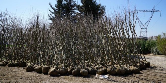 Yeni Mezarlıkta Bahar Hazırlığı