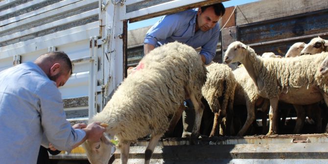 Genç Çiftçilere Hibe Koyun Desteği