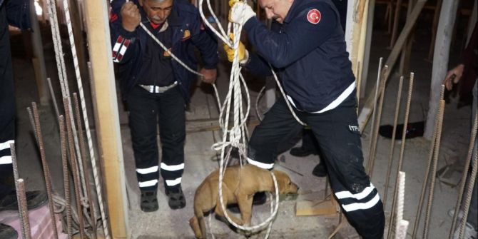 Asansör Boşluğuna Düşen Köpek Kurtarıldı
