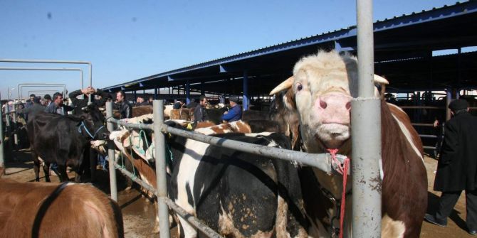 Afyonkarahisar’daki Besiciler Ucuz Karkas Dana Eti Satışının Hayvancılığı Bitireceğini Öne Sürdü