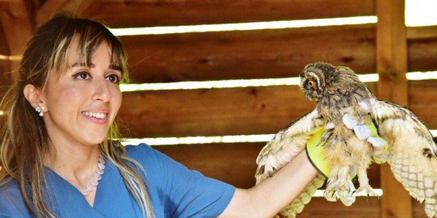 Yaban Hayvanları Doğal Ortamında Tedavi Ediliyor