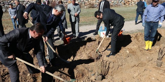 Gümüşhane’de 7 Bin Kuşburnu Toprakla Buluştu