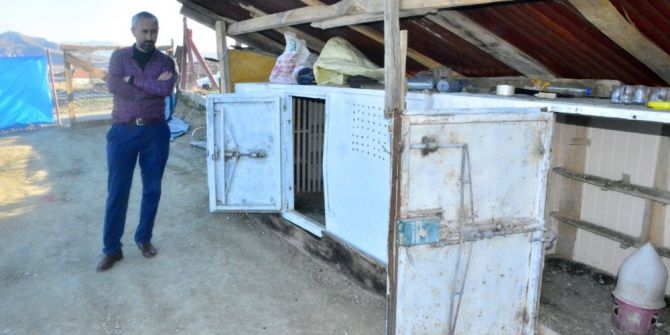 Çorum’da Güvercin Hırsızlığı