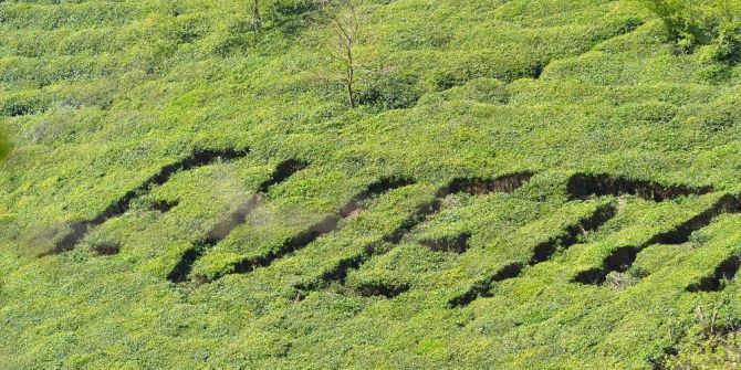 Referandumda Kullanacağı Oyu Çay Bahçesine Yazdı