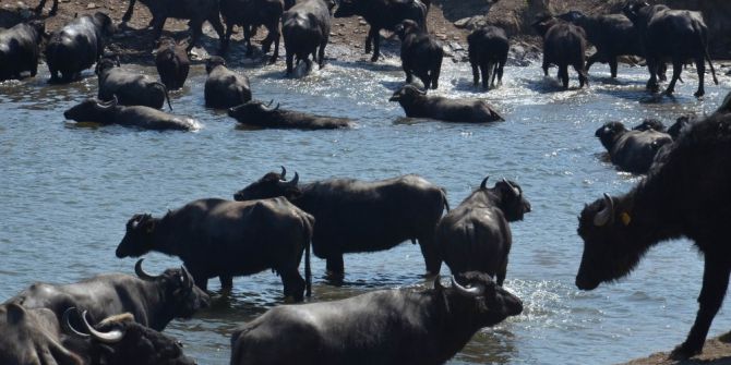 Serengeti Değil Balıkesir