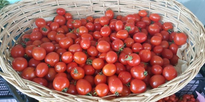 A’dan Z’ye Türkiye’de Organik Tarım Gerçeği