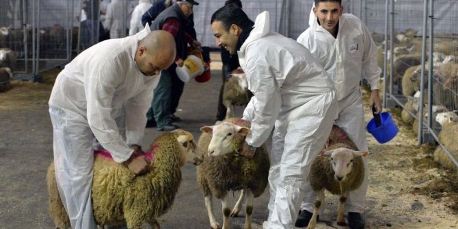 Şoksuz Hayvan Kesimi Yasaklanıyor