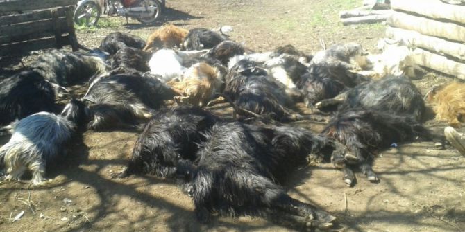 Zehirli Ot Yiyen 27 Keçi Telef Oldu