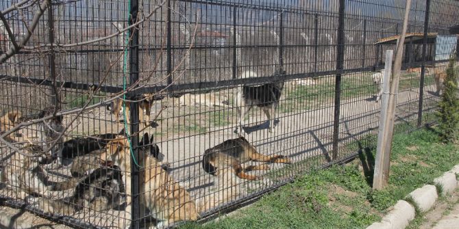 Bolu’da 10 Bine Yakın Sokak Hayvanı Kısırlaştırılacak