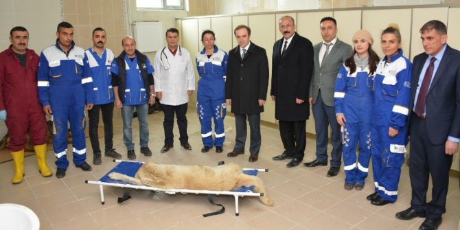 Hakkari’de ‘Sokak Hayvanları Rehabilitasyon Merkezi’ Açıldı