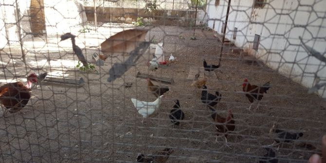 Tika’dan Gine Bissaulu Kadınlara Tavukçuluk Geliştirme Projesi