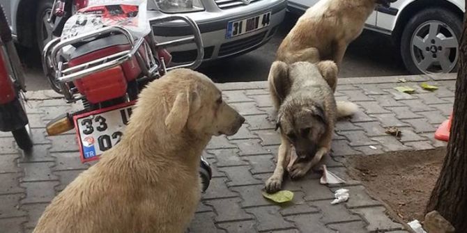 Sokak Köpeklerinden Vatandaş Da Belediye De Dertli