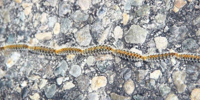 Kazdağları’nda Biyolojik Savaş Başladı