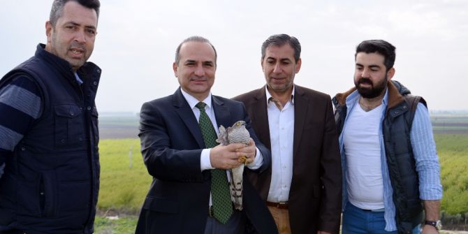 Tedavisi Yapılan Atmaca Doğaya Salındı