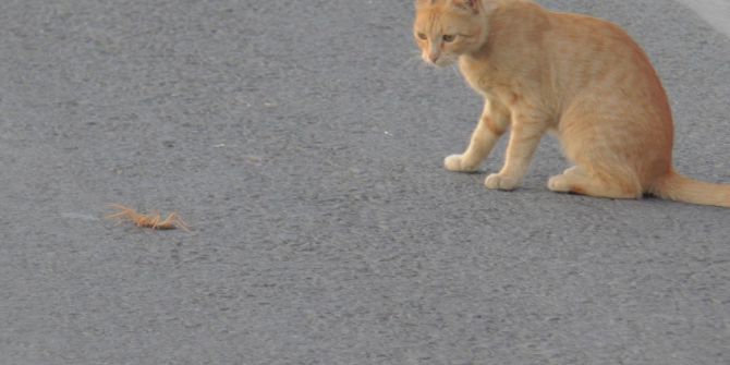 Et Yiyen Dev Örümcek İle Kedinin Ölüm Kalım Mücadelesi