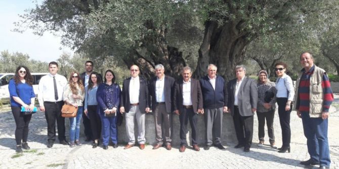 Anıt Ağacın Çehresi Büyükşehirle Değişecek