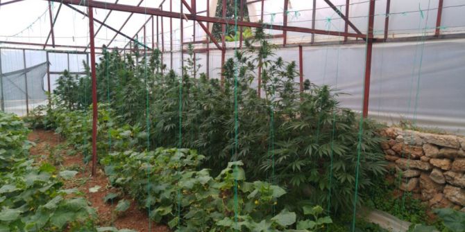 Salatalık Serasında Hint Keneviri Operasyonu