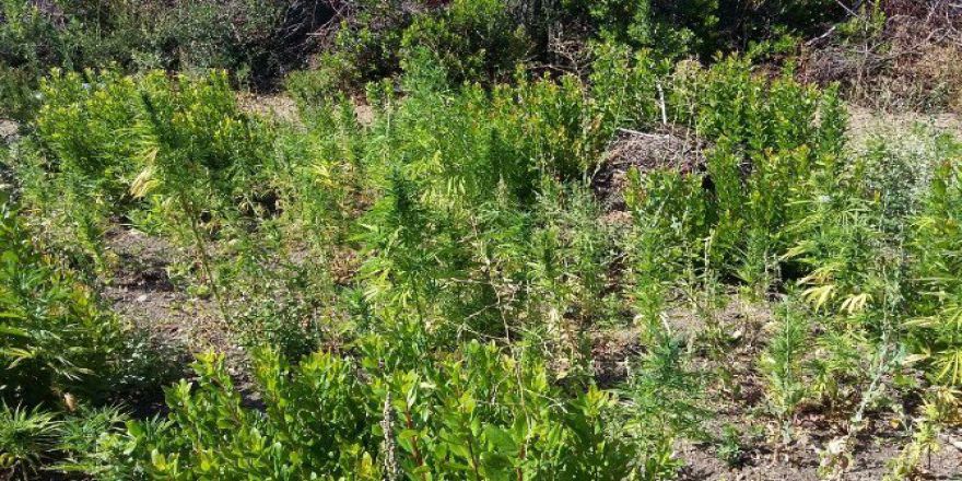 Yanan Ormanda 1850 Kök Kenevir Bulundu