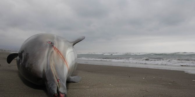 Samsun’da Yunus Balığı Karaya Vurdu
