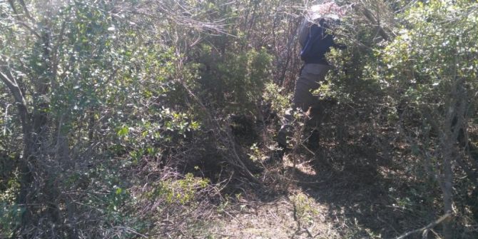 Beslediği Boğa Katili Oldu