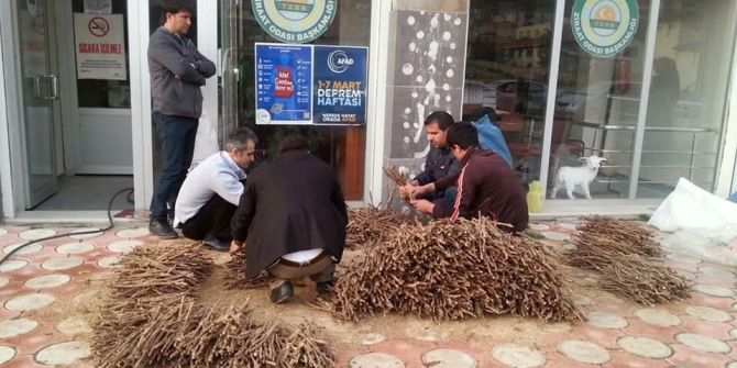 20 Bin Adet Üzüm Kalemi Amerikan Asma Ağacına Aşılatmak Üzere Tekirdağ’a Gönderildi