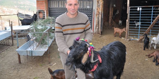 Keçiler Artık Daha Verimli