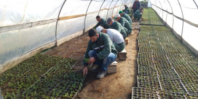 400 Bin Adet Mevsimlik Çiçek Seralarda Yetişiyor