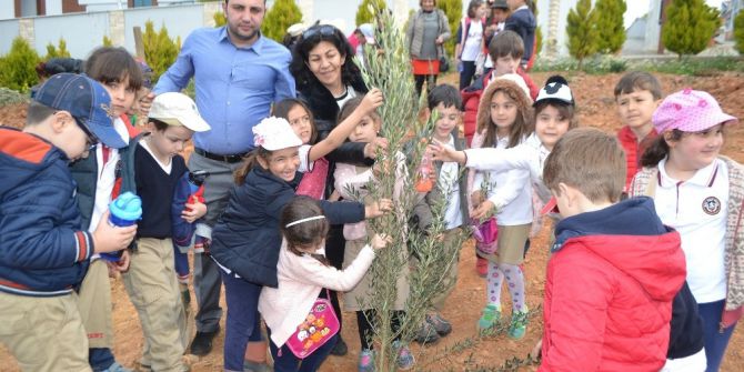 Öğrenciler Zeytin Fidelerini Toprakla Buluşturdu