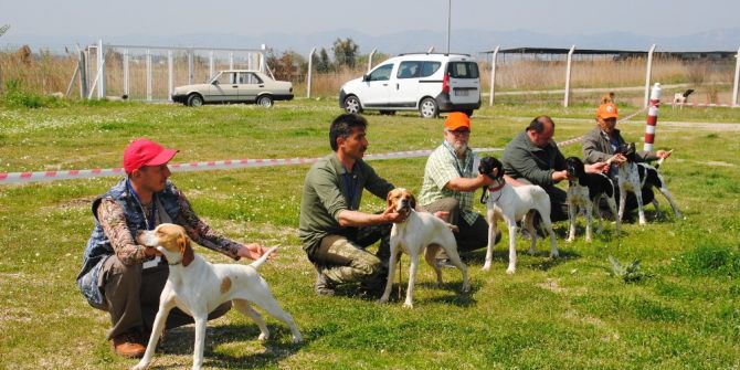 Aydın’da Köpekler Podyuma Çıktı