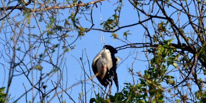 Bursa’da Ağaçta Asılı Kalan Leyleğe Kurtarma Operasyonu