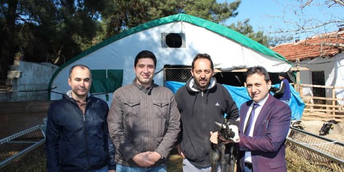 Kuzu Fabrikası Gibi Koyunlar