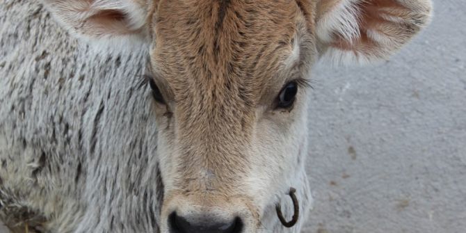 Sivas Ziraat Odası Başkanı Hacı Çetindağ: