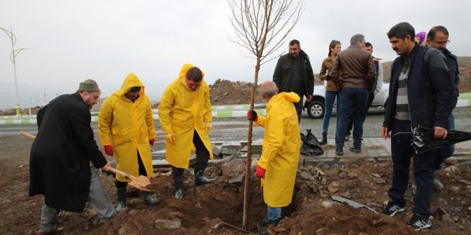 Iğdır Üniveristesi Suveren Kampüsü Ağaçlandırılıyor