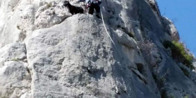 Kayalıklarda Mahsur Kalan Keçi Kurtarıldı