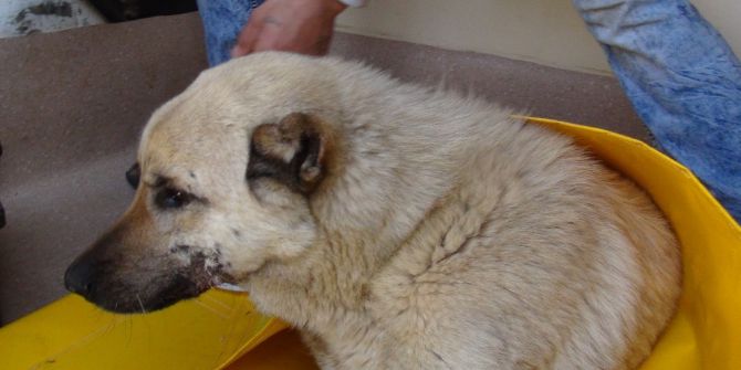 Öğrenci Servisi Köpeğe Çarptı