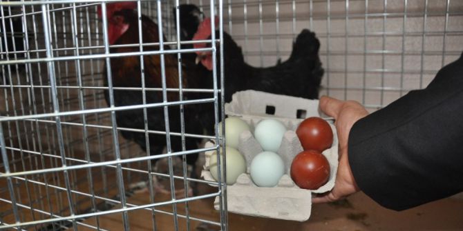 Rengarenk Yumurtalara İlgi Büyük