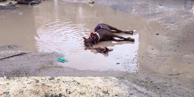 Elektrik Akımına Kapılan At Telef Oldu