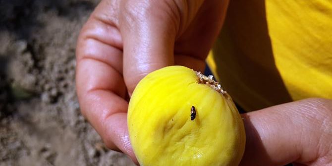 İncirde Ekşilik Böceği Mücadelesi Başladı