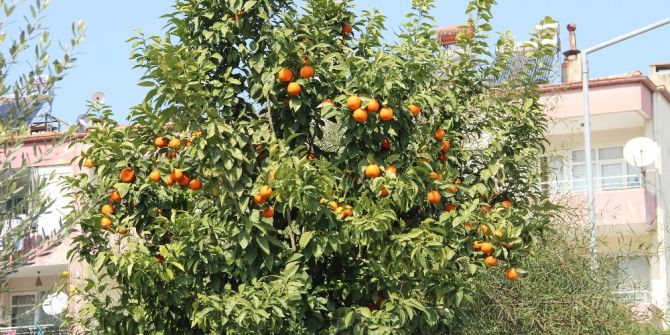Efeler’de Turunçlar Değerlendirilemiyor