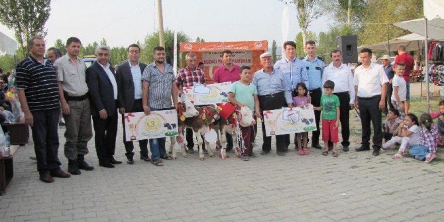 Hisarcık’ta En Güzel Buzağı Yarışması