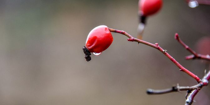 Türkiye’de Yetişen Kuşburnu Türlerinin Yüzde 57’si Gümüşhane’de Bulunuyor