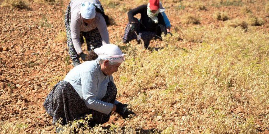 Güneş Altında Zorlu Nohut Hasadı